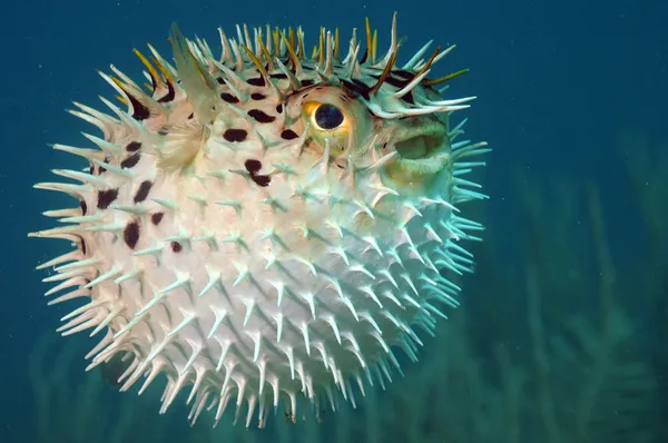 Blowfish ou diodon holocanthus subaquático no oceano Imagem De Stock