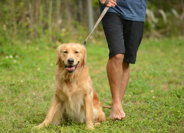 Взять собаку на прогулку — стоковое фото