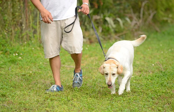 Levando cão de laboratório amarelo para caminhar no verão — Fotografia de Stock