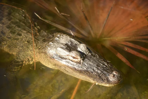 Аллигатор в болоте с глазами без воды — стоковое фото