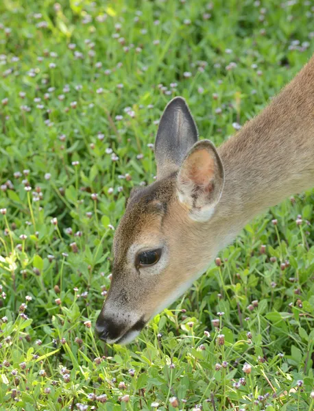 풀밭에서 구하고 플로리다 키의 키 사슴 — 스톡 사진