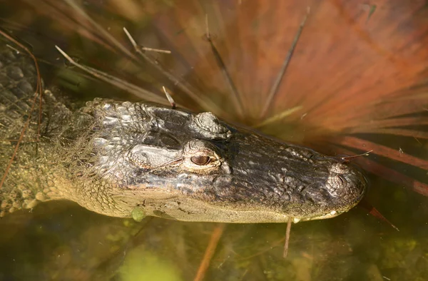 Alligator rusten in moeras — Stockfoto