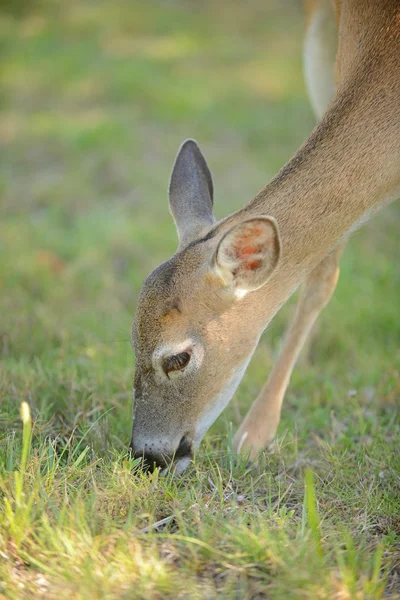 Mignon cerf manger — Photo