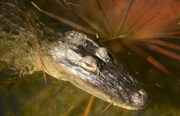 Аллигатор в болоте — стоковое фото
