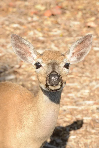 Close up of key deer — Stock Photo, Image