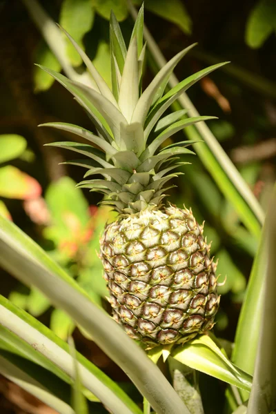 Pineapple plant growing that is ready to eat — Stock Photo, Image