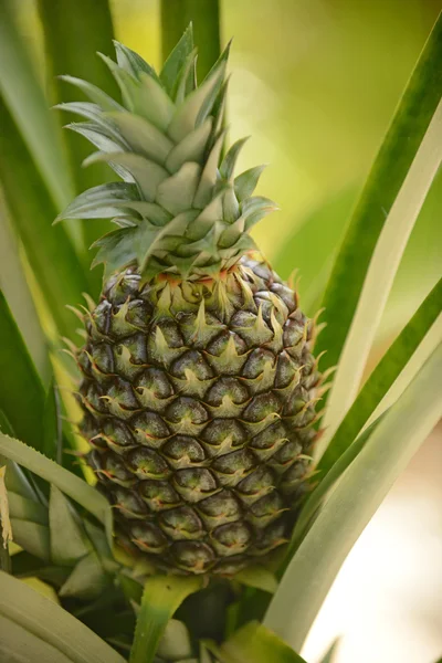 Pěstování rostlin čerstvý ananas — Stock fotografie