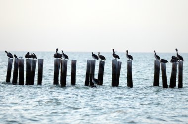 Pelikan ve Okyanusu martılar