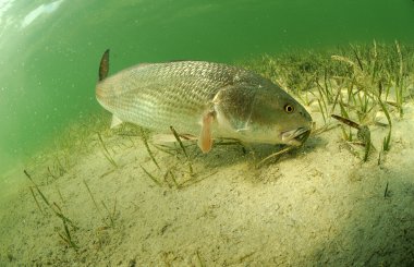 Okyanusu redfish