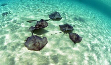 Okyanusta yüzmeye stingrays grubu
