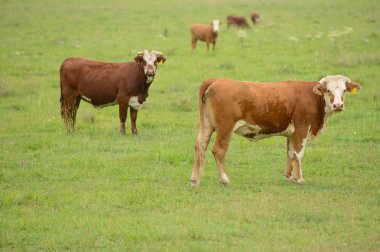 İnekler bahar kırsal bir alanda