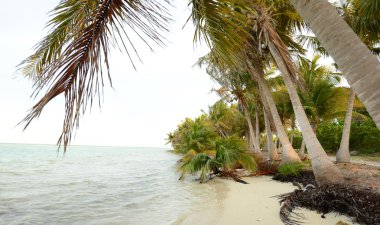kimse ile bir plaj astar Hindistan cevizi hurma ağaçları