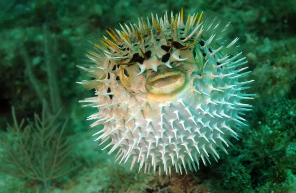 Puffed up blowfish nadando debaixo d 'água no oceano — Fotografia de Stock