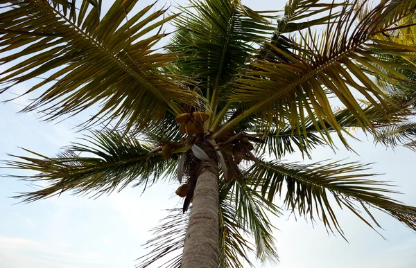 Mirando una palmera de coco — Foto de Stock