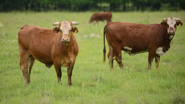 Cows in a pasture — Stock Photo, Image