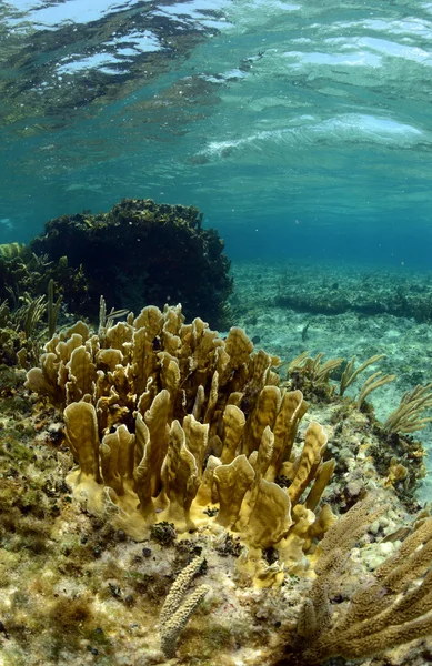 Természetes óceán jelenet trópusi helyen — Stock Fotó