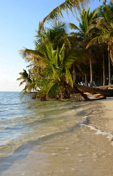 Océano y palmeras en las Bahamas — Foto de Stock