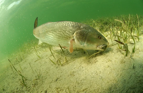 Okyanusu redfish — Stok fotoğraf