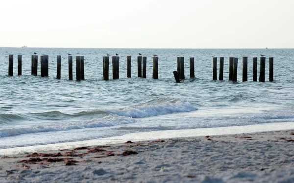 Gaviotas en la costa —  Fotos de Stock
