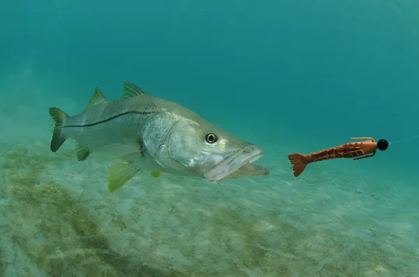 Snook peces persiguiendo señuelo en el océano — Foto de Stock