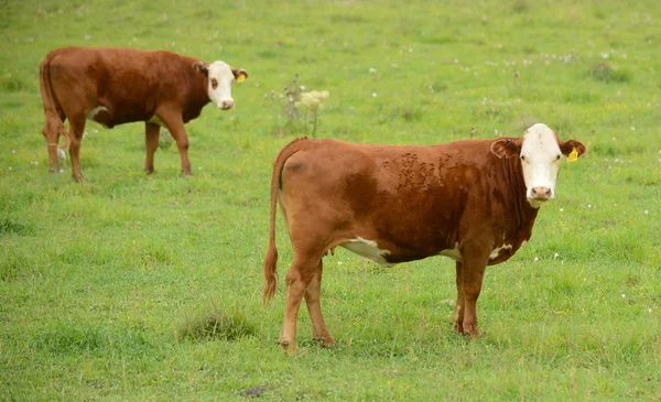 Дві корови в зеленому пасовищі — стокове фото