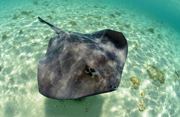 Stingray in zijn natuurlijke habitat — Stockfoto