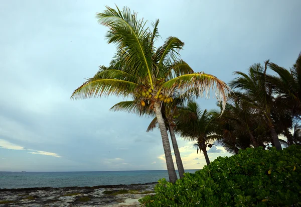 Kokospalmen am Strand — Stockfoto