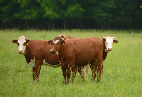 Cows resting in a field — Stock Photo, Image