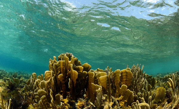 Marina subaquática com coral — Fotografia de Stock