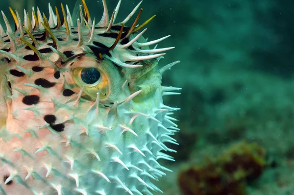 Imagem de close-up de blowfish — Fotografia de Stock