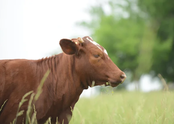 Cow grazing in field — Stock Photo, Image