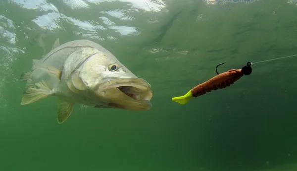 Snook peces persiguiendo señuelo —  Fotos de Stock