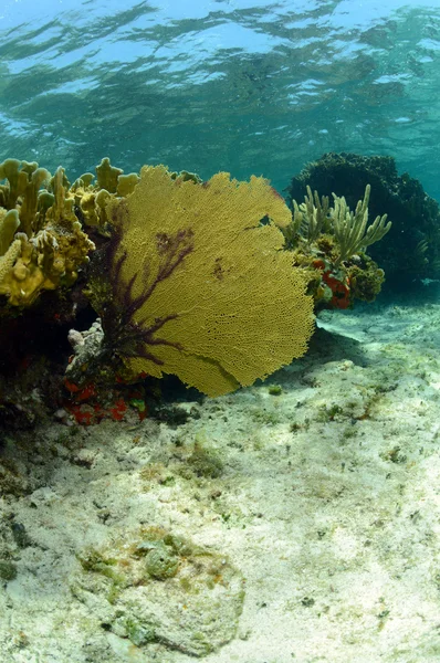 Vibrante abanico de mar y coral en el paisaje marino natural del Caribe — Foto de Stock