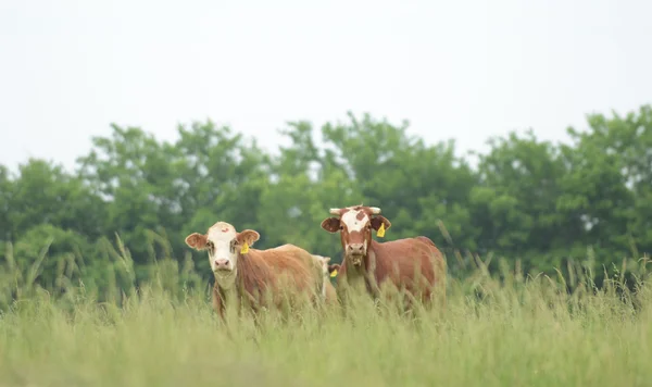 Dwie krowy na polu. — Zdjęcie stockowe