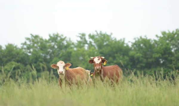 Two cows in a field — Stock Photo, Image