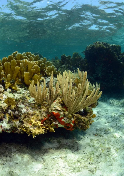 Коралловая и морская жизнь в красивом подводном мысе — стоковое фото