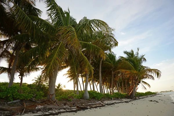 Varm tropisk strand — Stockfoto