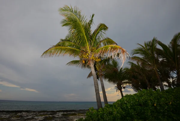 Hindistancevizi bir plajda palmiye ağacı — Stok fotoğraf
