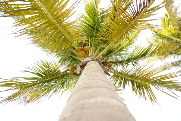 Kijken op een hoog kokosnoot palmboom — Stockfoto