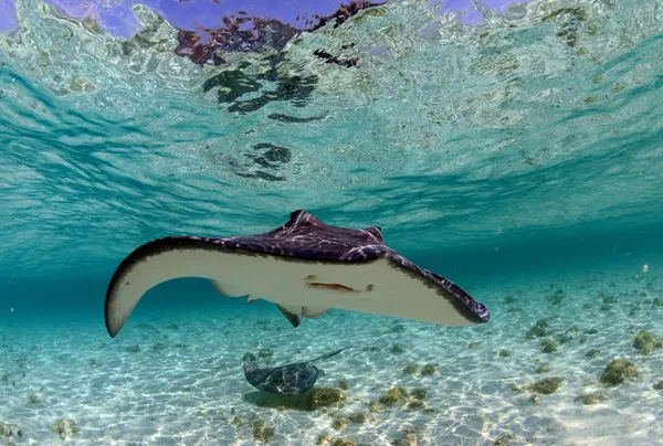 Gefleckter Adlerrochen und Stachelrochen im Meer lizenzfreie Stockbilder