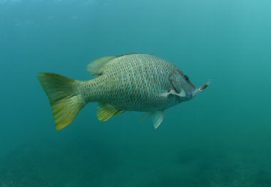 Yüzme ve okyanusta yakaladı Pasifik sarıkuyruk balığı