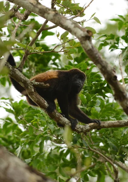 Czepiak brązowy trzymając się drzewa w okolicy tropikalny — Zdjęcie stockowe