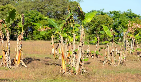Банановые деревья, растущие на плантации — стоковое фото