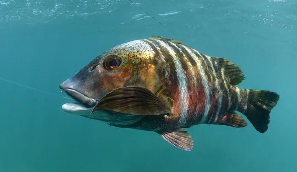 Peixe pargo barrado subaquático — Fotografia de Stock