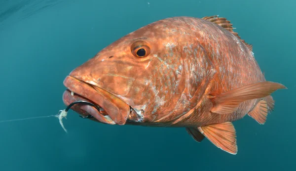 Snapper fish caught on hook and fishing line — стоковое фото