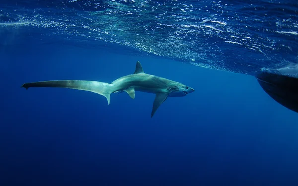 Tubarão-debulhador nadando no oceano subaquático — Fotografia de Stock