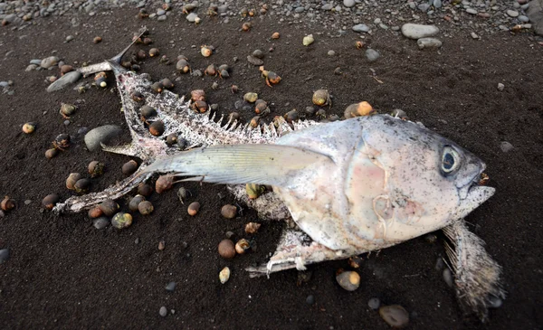 污染和寄居蟹被吃掉的海滩上的死鱼 — 图库照片