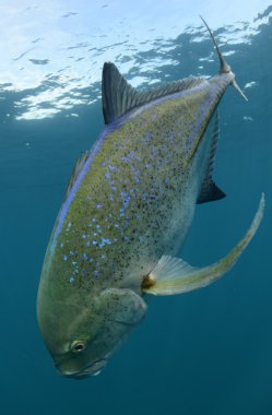 mavi yüzgeçli trevally Balık yüzme ve Doğal habitatları