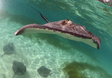 dört stingrays