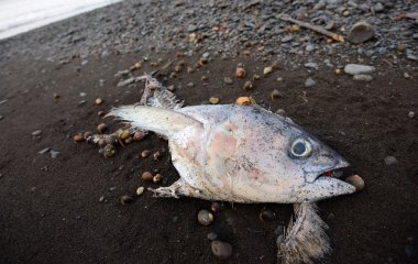 dead fish on beach being eaten by hermit crabs